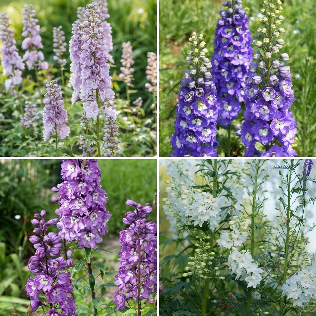 Delphinium- Connecticut Yankees